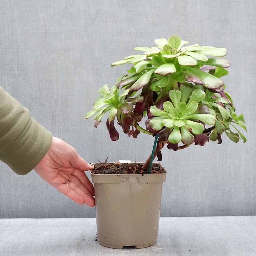 Exemplar von Aeonium arboreum Kilimandjaro - Rosettendickblatt Topf mit 3L/4L wie im Winter geliefert