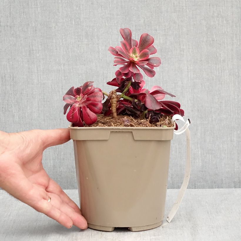 Exemplar von Aeonium arboreum Medusa - Rosettendickblatt Topf mit 3L/4L wie im Sommer geliefert