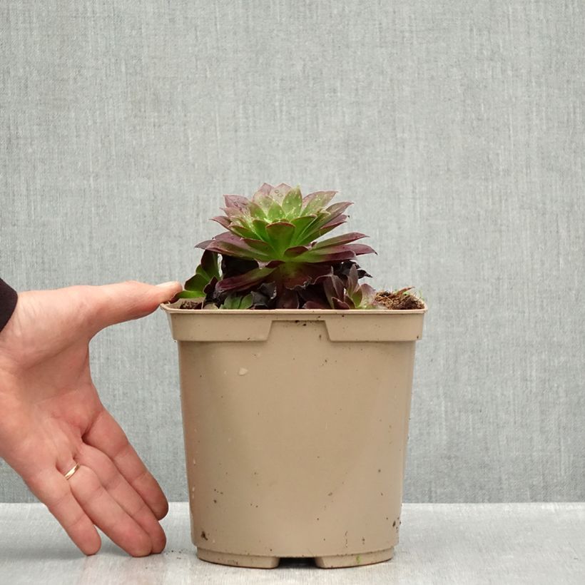 Exemplar von Aeonium arboreum Phoenix Flame Topf mit 3L/4L wie im Herbst geliefert