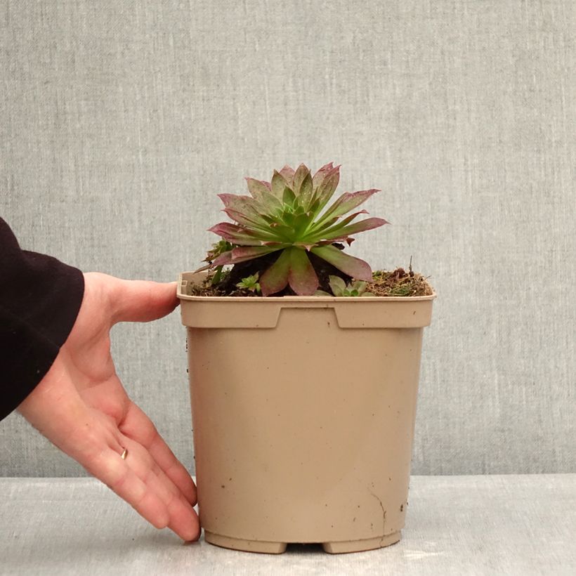 Exemplar von Aeonium arboreum Phoenix Flame Topf mit 3L/4L wie im Winter geliefert