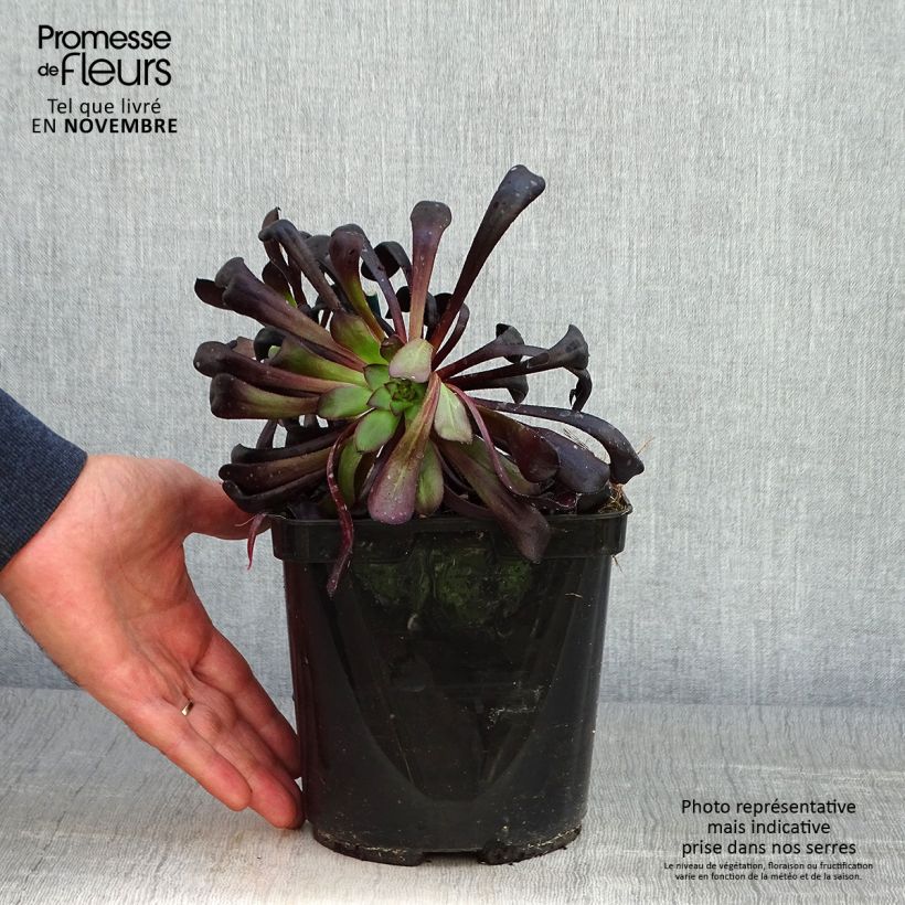 Example of Aeonium arboreum var. atropurpureum Schwarzkopf Topf mit 3L/4L as you get in automne