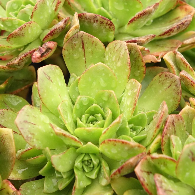 Aeonium Bronze Medal (Laub)