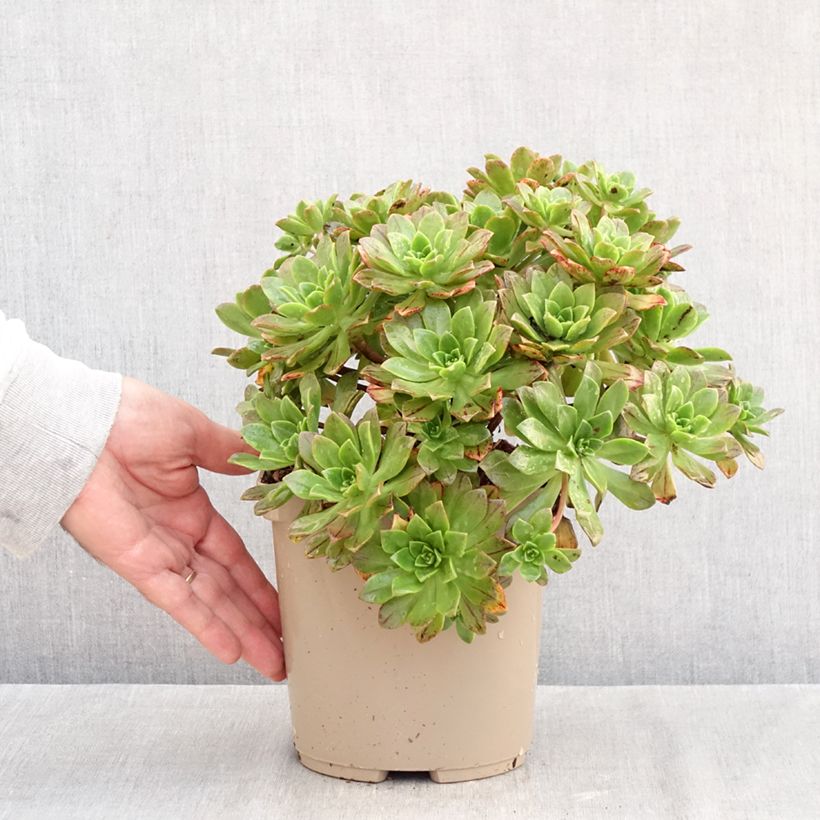 Exemplar von Aeonium Bronze Medal Topf mit 3L/4L wie im Herbst geliefert