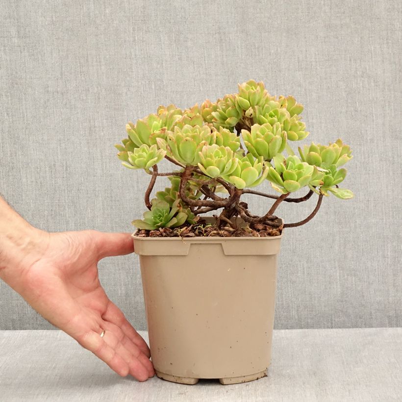 Exemplar von Aeonium Bronze Medal Topf mit 3L/4L wie im Sommer geliefert