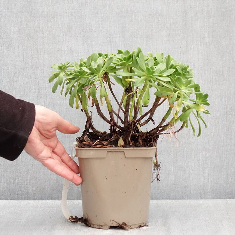 Exemplar von Aeonium Bronze Medal Topf mit 3L/4L wie im Winter geliefert