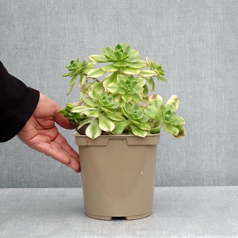 Example of Aeonium Floresens Topf mit 3L/4L as you get in printemps