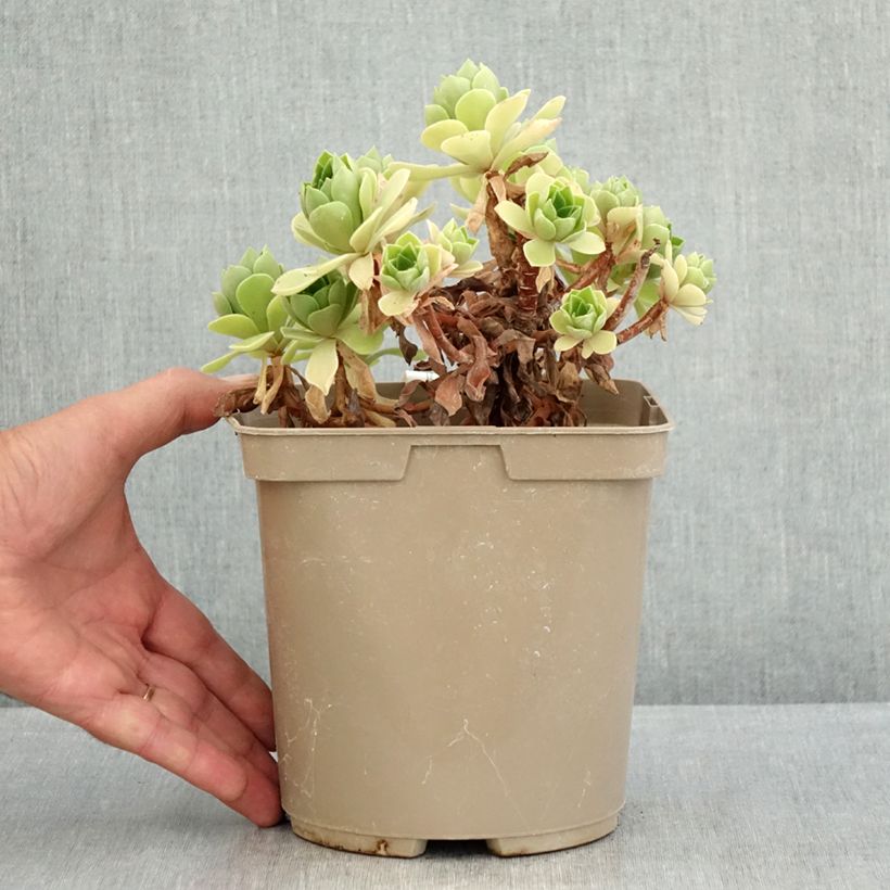 Example of Aeonium Goblin Topf mit 3L/4L as you get in ete