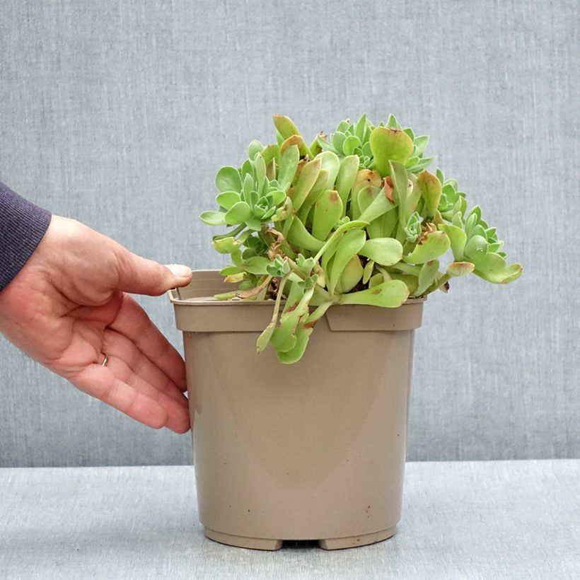 Exemplar von Aeonium Goblin Topf mit 3L/4L wie im Frühjahr geliefert