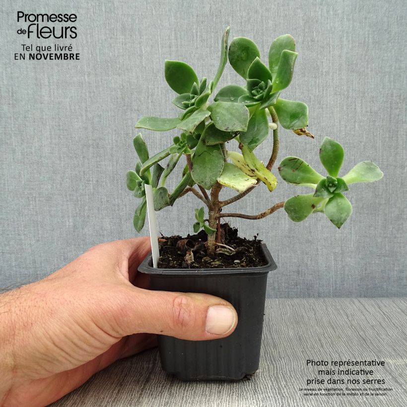 Example of Aeonium haworthii Kleine Töpfe von 8/9 cm as you get in automne