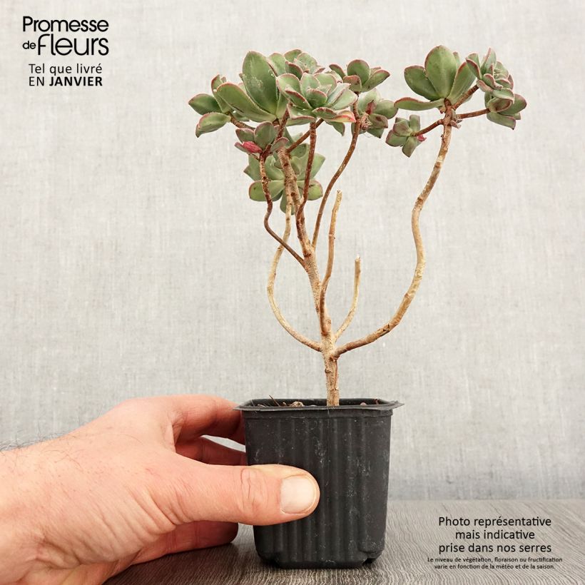 Exemplar von Aeonium haworthii Kleine Töpfe von 8/9 cm wie im Winter geliefert