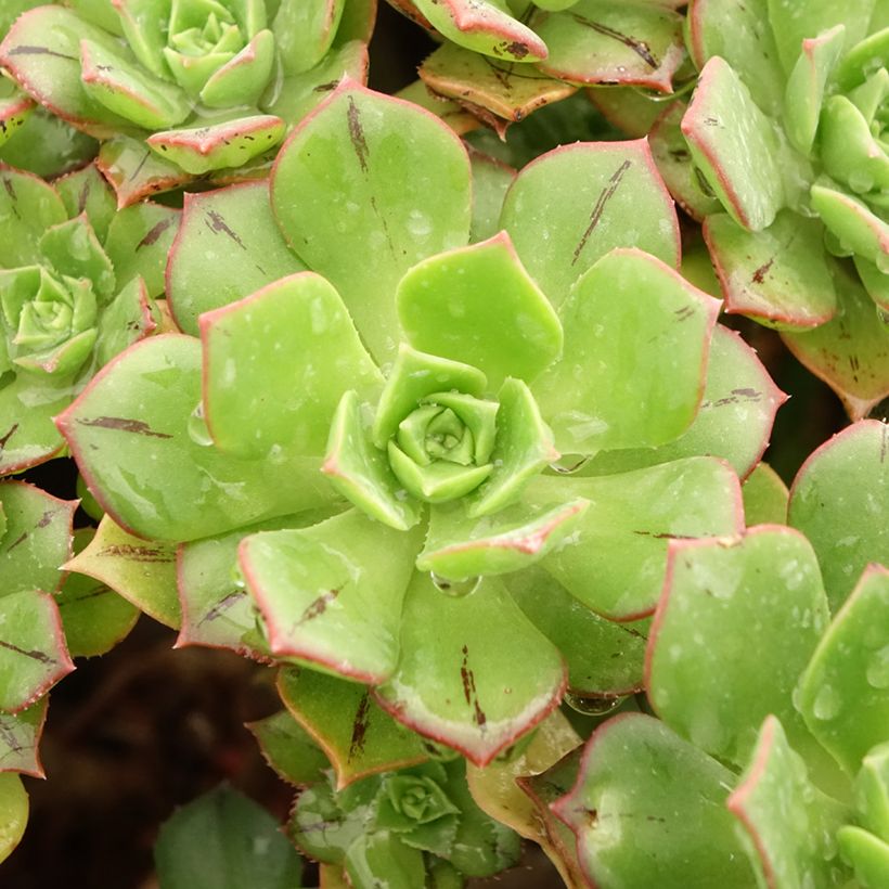 Aeonium Mary Ann Kunkel (Laub)