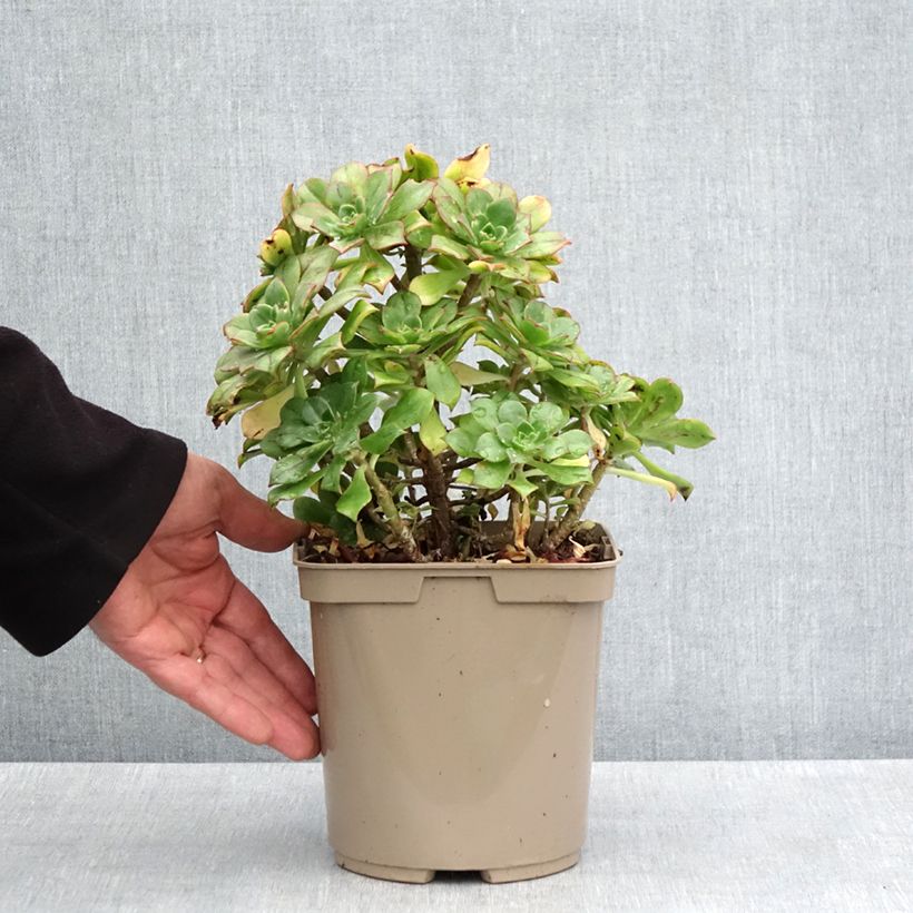 Example of Aeonium Mary Ann Kunkel Topf mit 3L/4L as you get in printemps