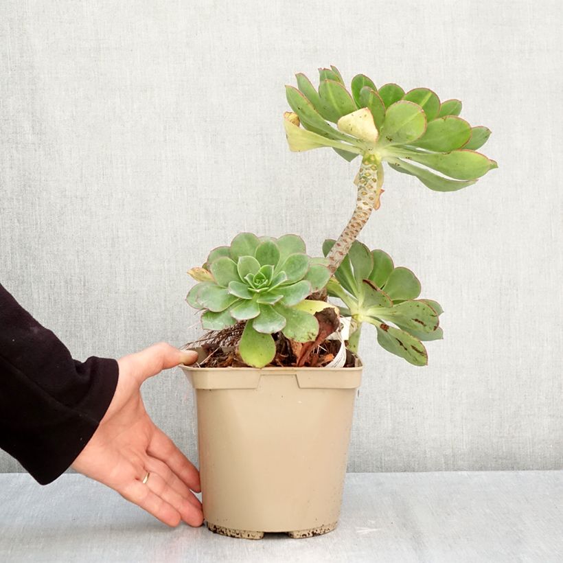 Exemplar von Aeonium Starburst Topf mit 3L/4L wie im Herbst geliefert