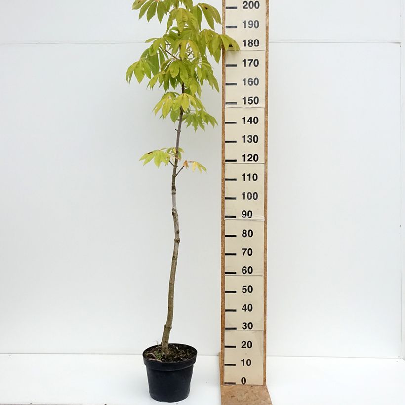 Example of Chinesische Rosskastanie - Aesculus chinensis  Topf mit 12L/15L as you get in ete