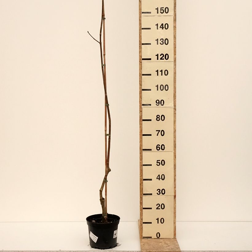 Example of Aesculus hippocastanum flava - Carolina-Rosskastanie Topf mit 4L/5L as you get in hiver