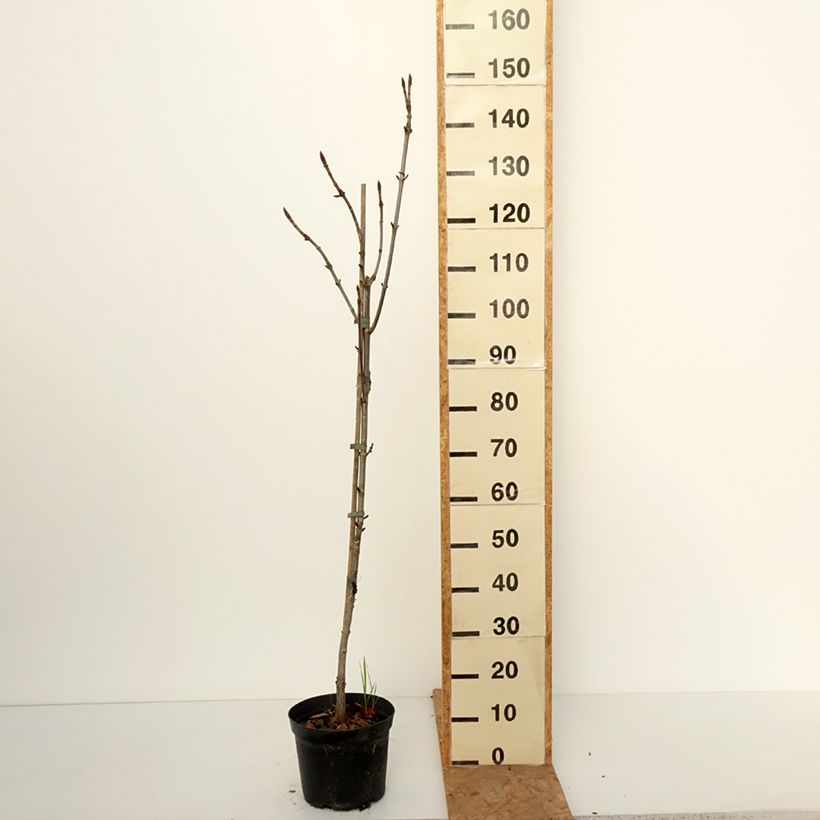 Exemplar von Gewöhnliche Rosskastanie Digitata - Aesculus hippocastanum Topf mit 4L/5L wie im Herbst geliefert