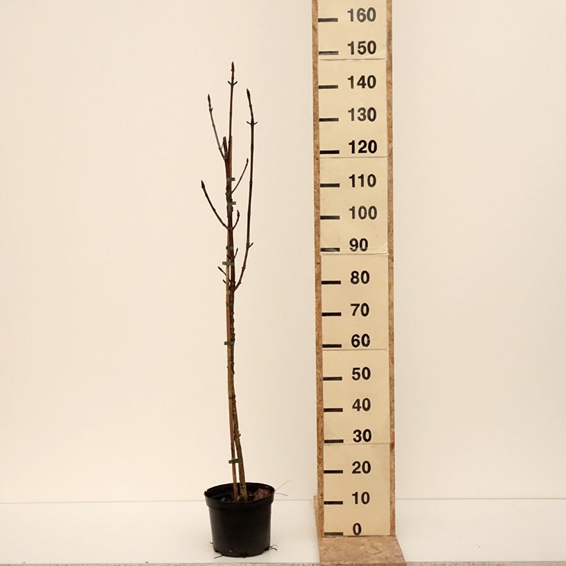 Example of Gewöhnliche Rosskastanie Digitata - Aesculus hippocastanum Topf mit 4L/5L as you get in hiver