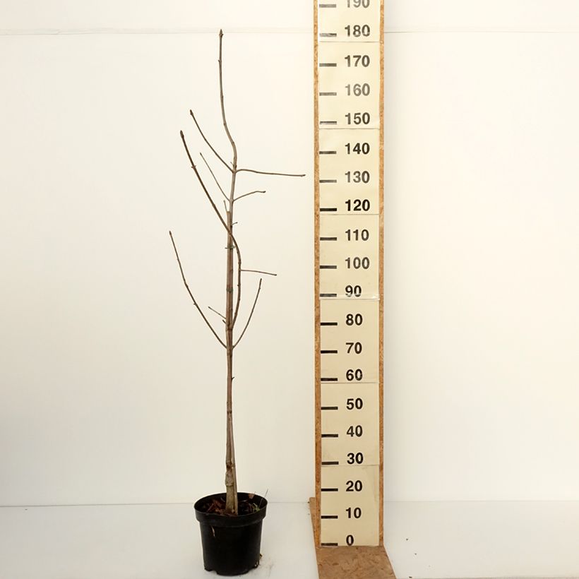 Exemplar von Aesculus glabra Herkenrode - Ohio-Rosskastanie Topf mit 7,5L/10L wie im Herbst geliefert