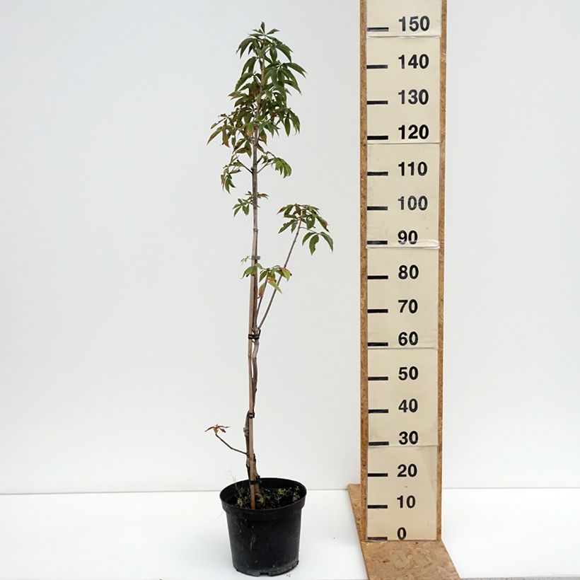 Example of Aesculus glabra Herkenrode - Ohio-Rosskastanie Topf mit 7,5L/10L as you get in ete