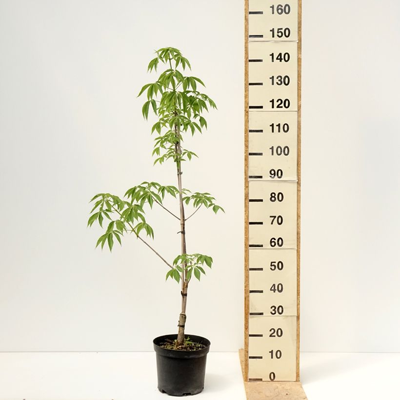 Exemplar von Aesculus glabra Herkenrode - Ohio-Rosskastanie Topf mit 7,5L/10L wie im Frühjahr geliefert