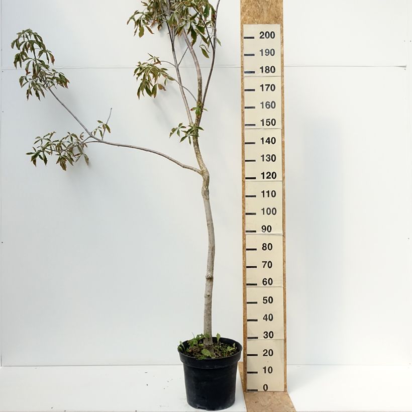 Example of Aesculus glabra October Red - Ohio-Rosskastanie Topf mit 20L/25L as you get in ete