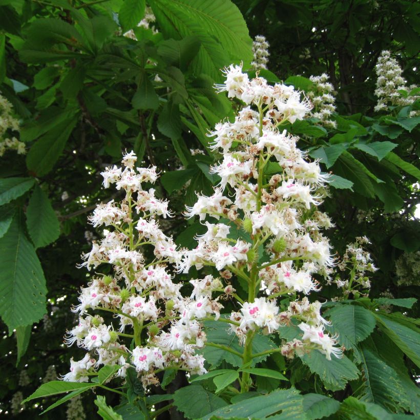 Gewöhnliche Rosskastanie - Aesculus hippocastanum (Flowering)