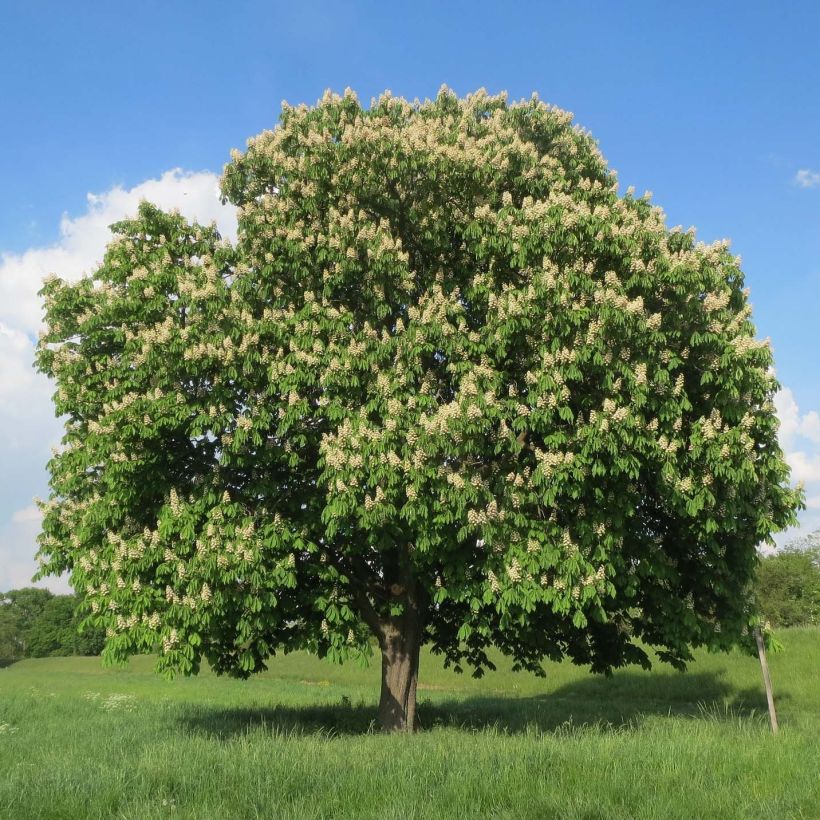Gewöhnliche Rosskastanie - Aesculus hippocastanum (Plant habit)