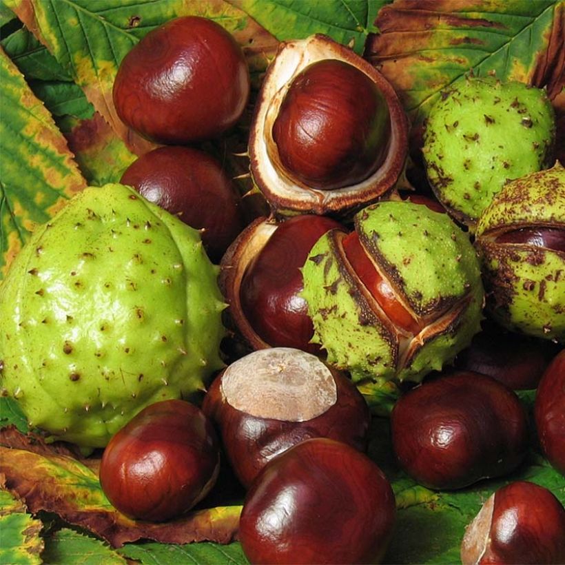 Gewöhnliche Rosskastanie - Aesculus hippocastanum (Harvest)