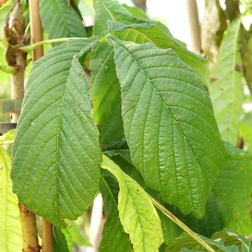 Gewöhnliche Rosskastanie Hampton Court Gold - Aesculus hippocastanum (Foliage)