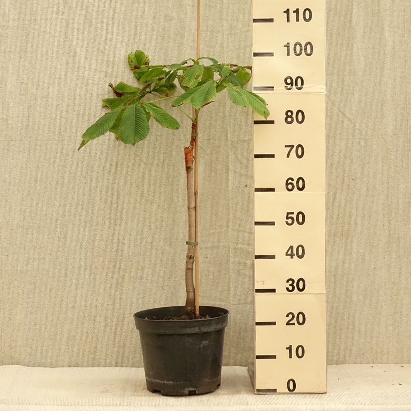 Example of Gewöhnliche Rosskastanie Hampton Court Gold - Aesculus hippocastanum Topf mit 4L/5L as you get in ete