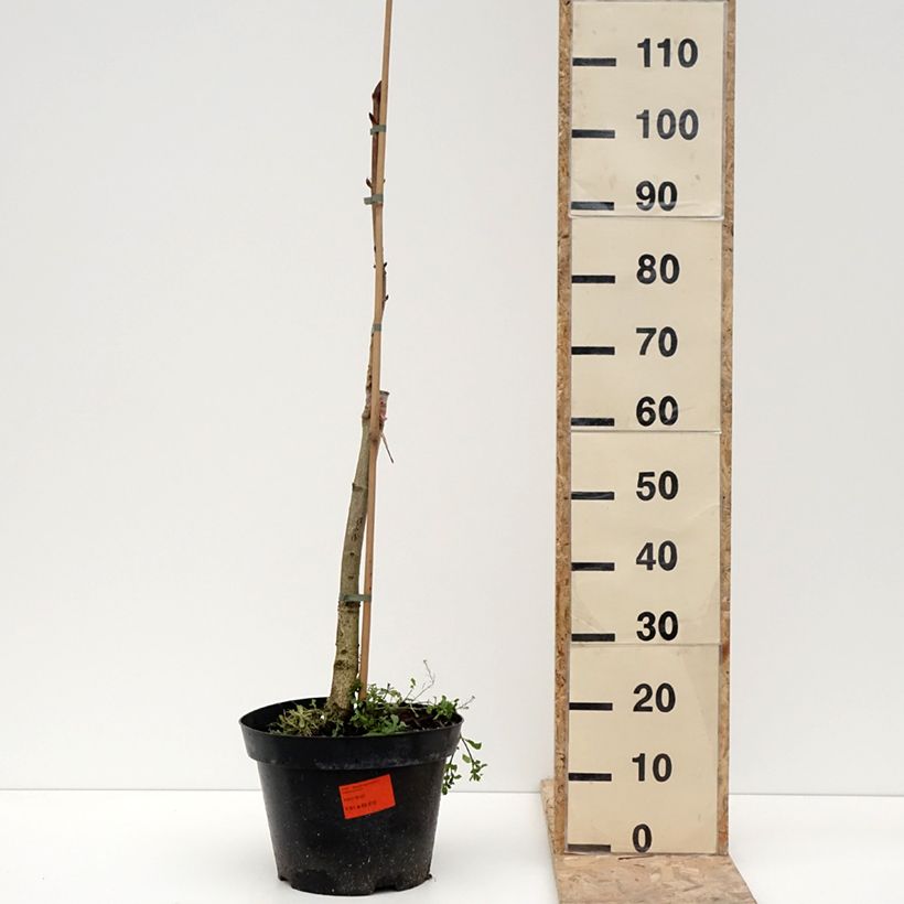 Exemplar von Gewöhnliche Rosskastanie Hampton Court Gold - Aesculus hippocastanum Topf mit 4L/5L wie im Winter geliefert