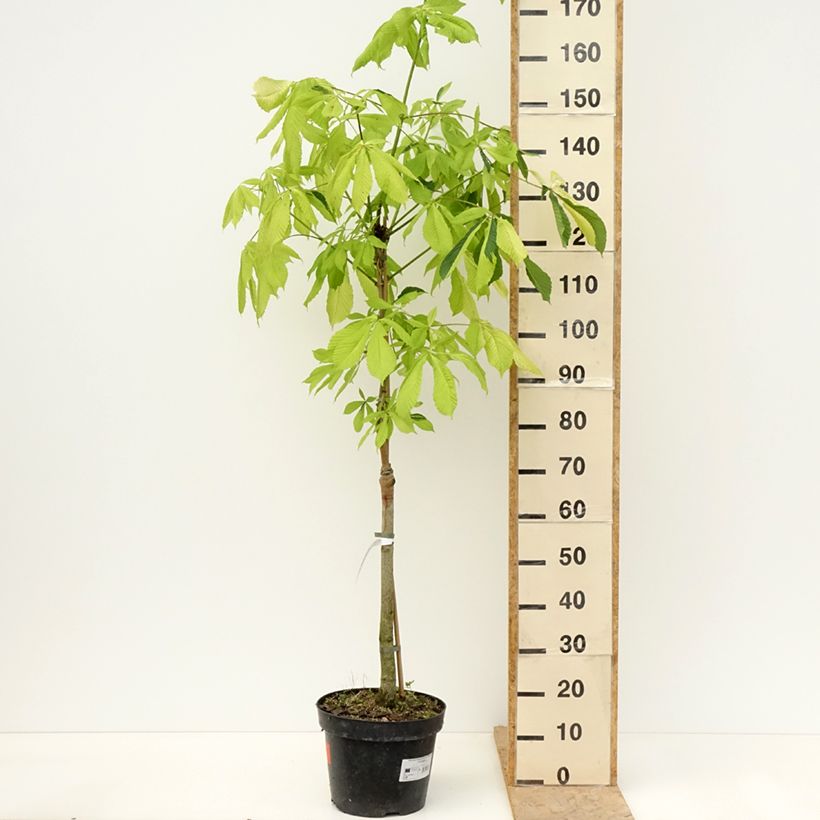 Exemplar von Gewöhnliche Rosskastanie Hampton Court Gold - Aesculus hippocastanum Topf mit 4L/5L wie im Frühjahr geliefert