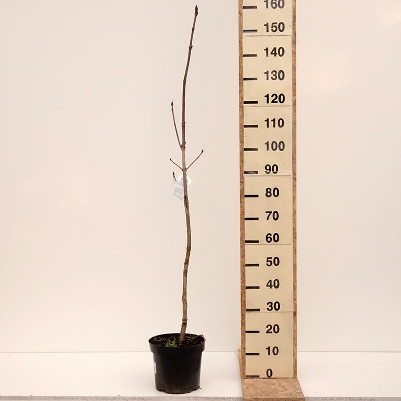 Example of Gewöhnliche Rosskastanie Memmingeri - Aesculus hippocastanum Topf mit 4L/5L as you get in hiver
