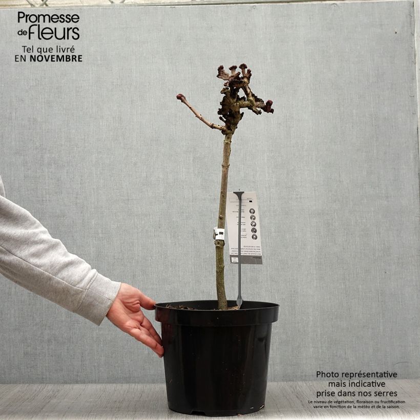 Example of Gewöhnliche Rosskastanie Monstrosa - Aesculus hippocastanum Topf mit 7,5L/10L as you get in automne