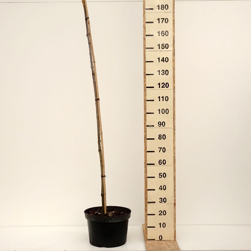 Example of Gewöhnliche Rosskastanie Umbraculifera - Aesculus hippocastanum Topf mit 20L/25L as you get in hiver