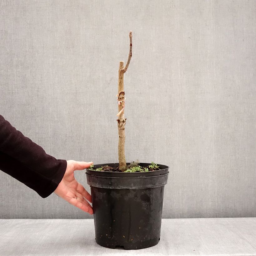 Exemplar von Indische Rosskastanie Sydney Pearce - Aesculus indica Topf mit 7,5L/10L wie im Winter geliefert