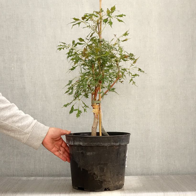 Example of Gewöhnliche Rosskastanie Laciniata - Aesculus hippocastanum Topf mit 7,5L/10L as you get in automne