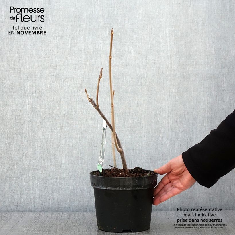 Example of Strauchkastanie - Aesculus parviflora Topf mit 2L/3L as you get in automne