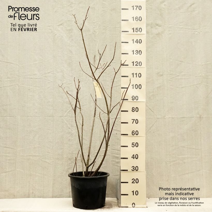 Exemplar von Strauchkastanie - Aesculus parviflora Topf mit 20L/25L wie im Winter geliefert