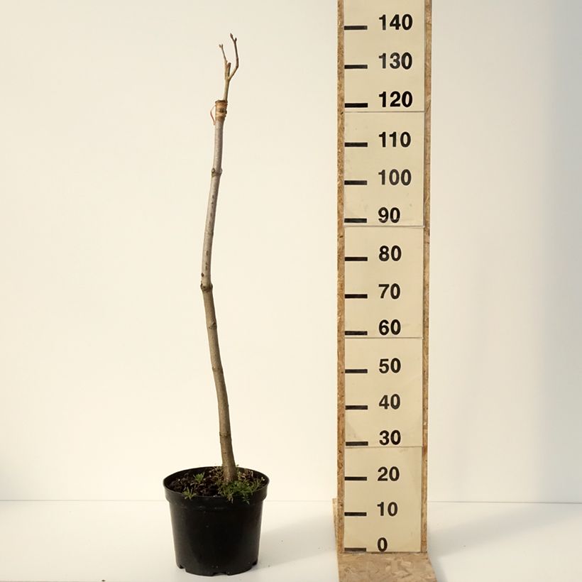 Exemplar von Gelbrote Pavie Koehnei - Aesculus pavia Humilis Topf mit 7,5L/10L wie im Winter geliefert