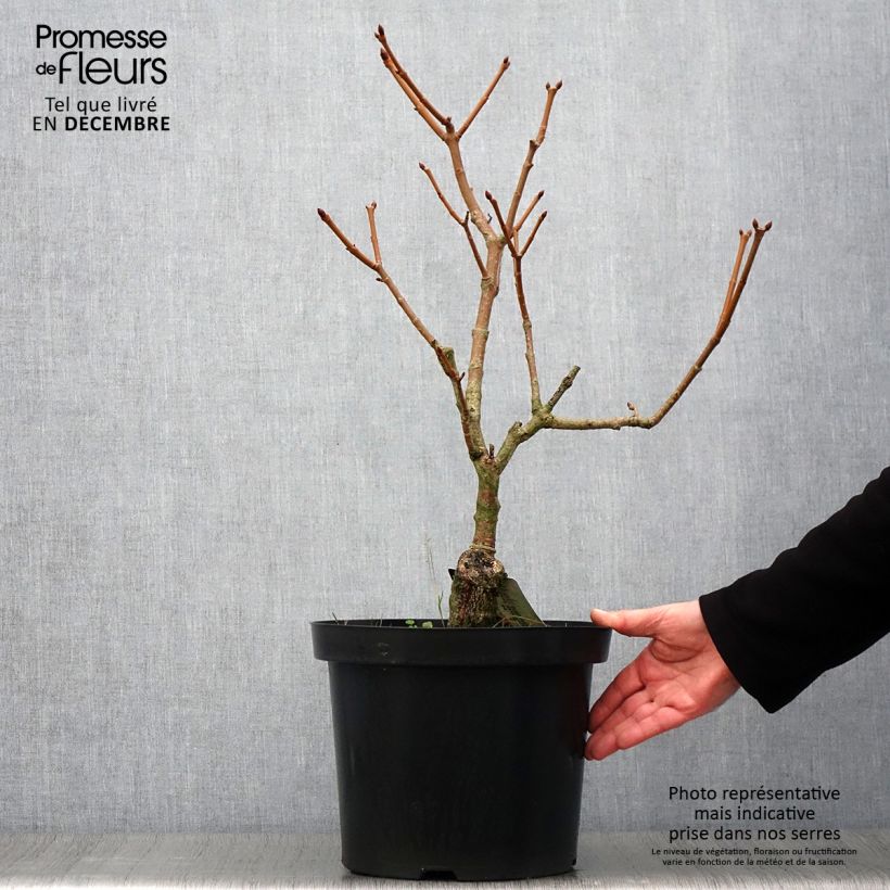 Example of Gelbrote Pavie Koehnei - Aesculus pavia var. discolor Topf mit 7,5L/10L as you get in automne
