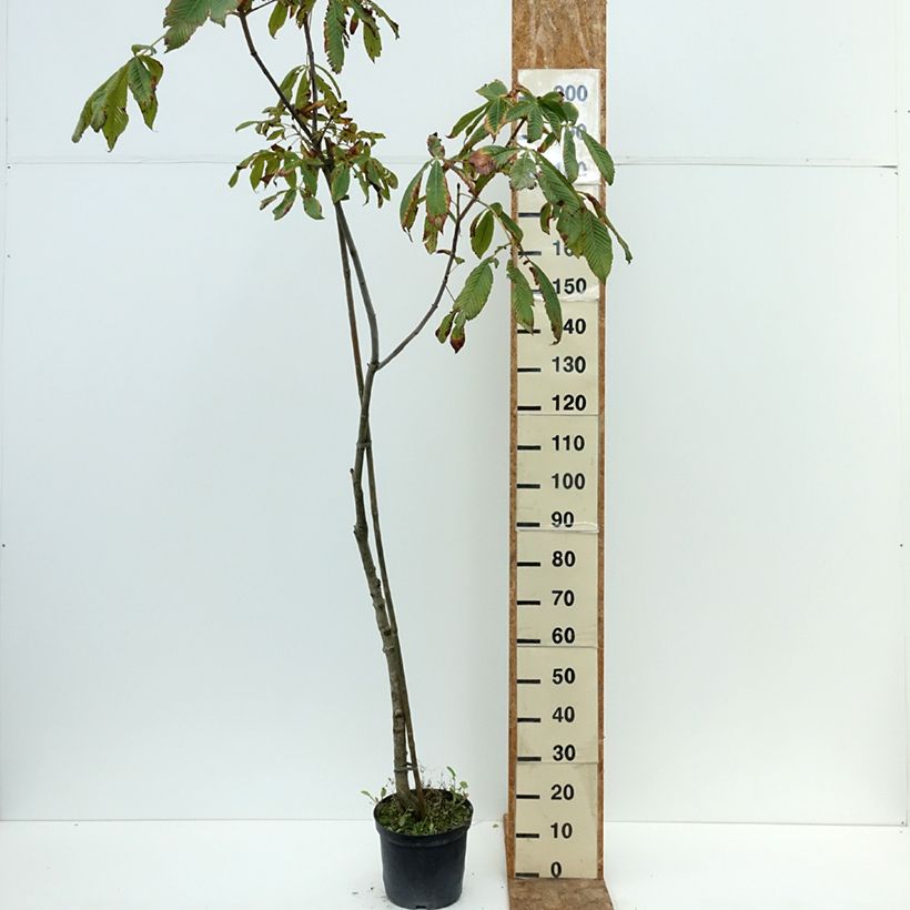 Exemplar von Aesculus x bushii  - Rosskastanie Topf mit 7,5L/10L, Stamm wie im Sommer geliefert