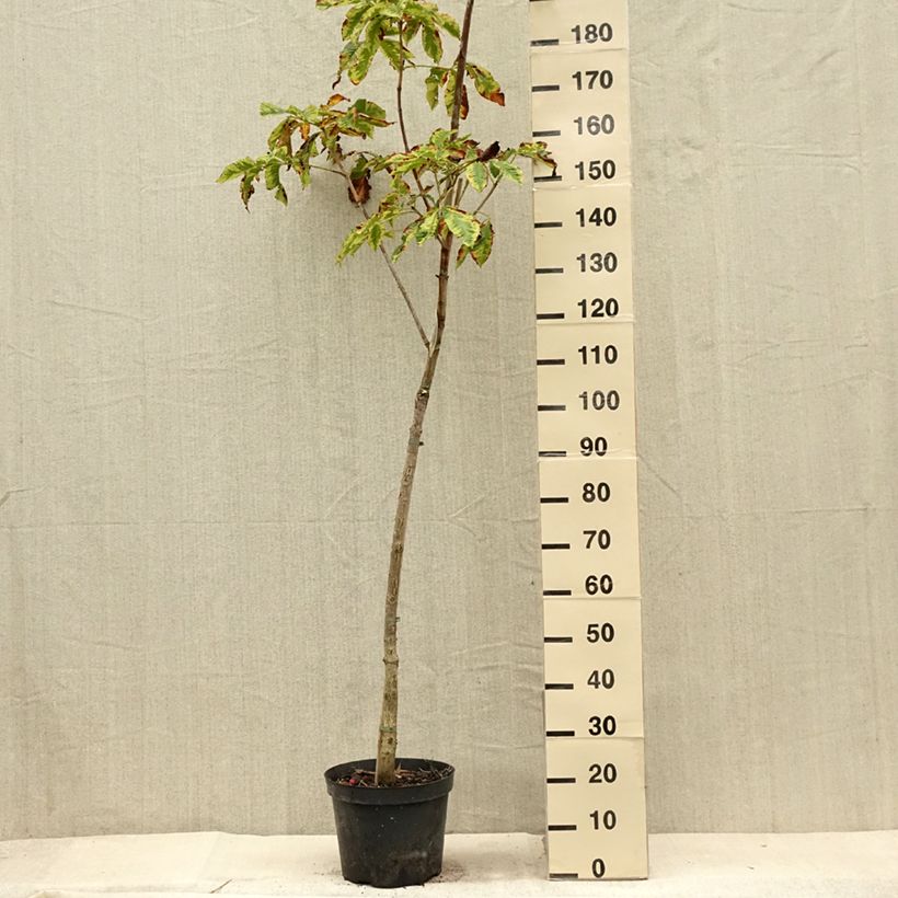 Example of Rote Kastanie Marginata - Aesculus carnea Topf mit 7,5L/10L as you get in ete