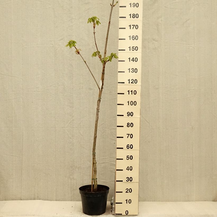 Exemplar von Rote Kastanie Marginata - Aesculus carnea Topf mit 7,5L/10L, Stamm wie im Frühjahr geliefert