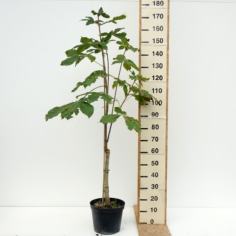 Example of Aesculus x carnea Plantierensis - Fleischrote Rosskastanie Topf mit 7,5L/10L as you get in ete