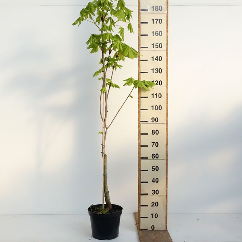 Exemplar von Aesculus x carnea Plantierensis - Fleischrote Rosskastanie Topf mit 7,5L/10L wie im Frühjahr geliefert