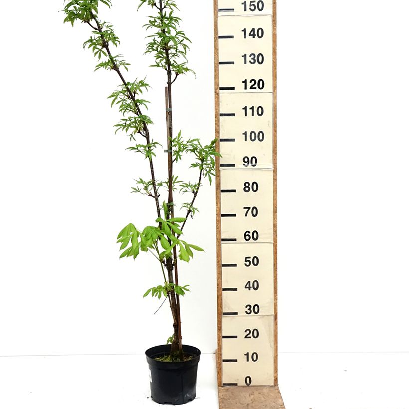 Exemplar von Aesculus hippocastanum flava - Carolina-Rosskastanie Topf mit 4L/5L wie im Frühjahr geliefert