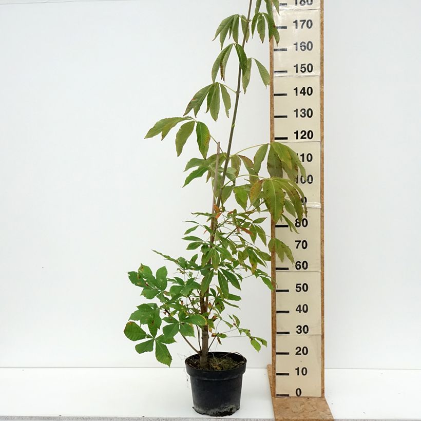 Example of Aesculus glaucescens - Rosskastanie Topf mit 7,5L/10L as you get in ete