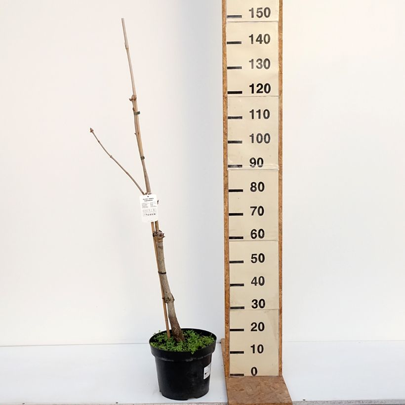 Exemplar von Aesculus neglecta Erythroblastos - Rosskastanie Topf mit 7,5L/10L wie im Herbst geliefert