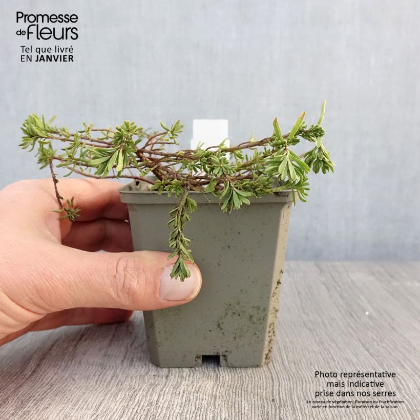 Exemplar von Aethionema armenum Warley Ruber - Steintäschel Kleine Töpfe von 8/9 cm wie im Winter geliefert